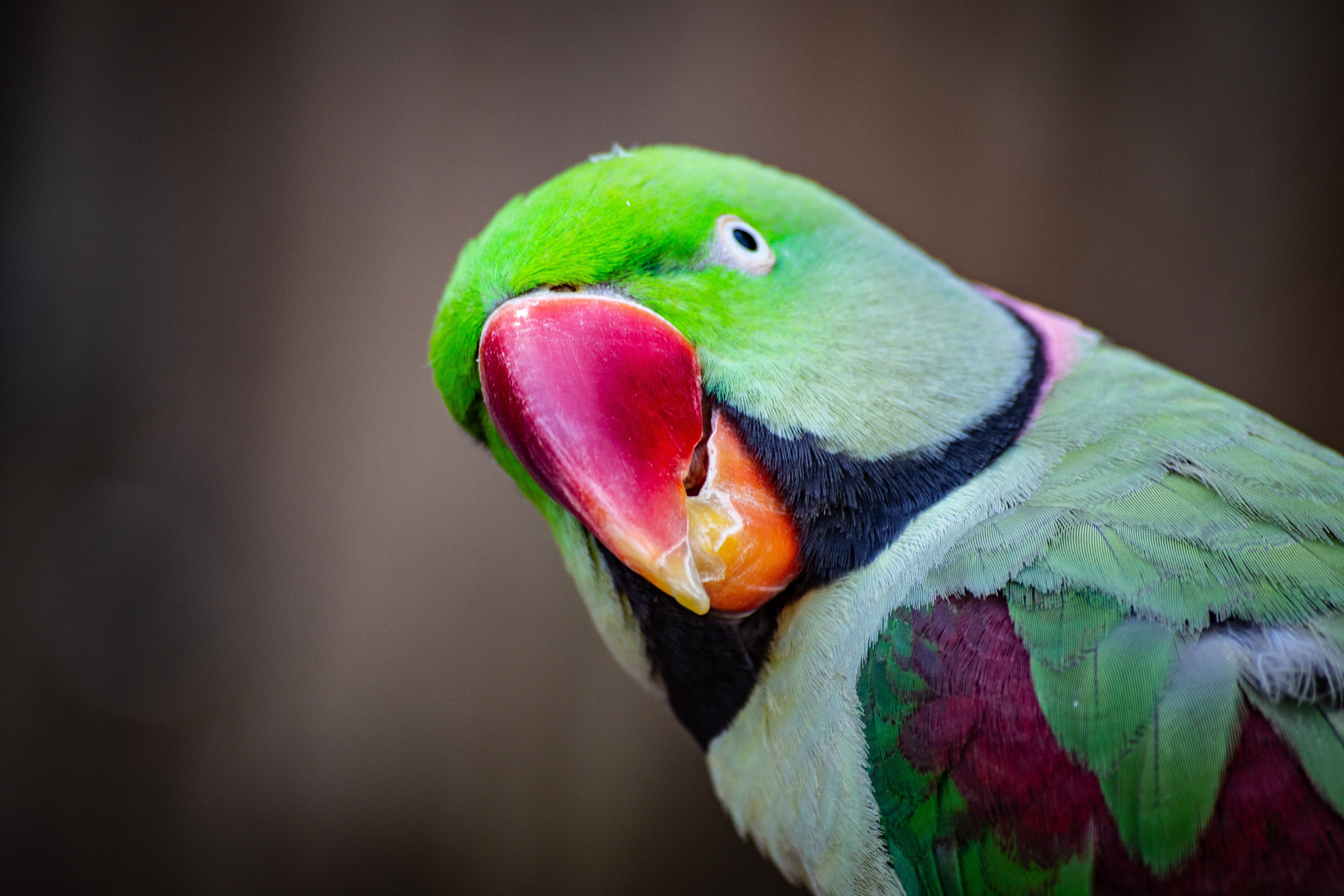 Green parakeet with red beak.