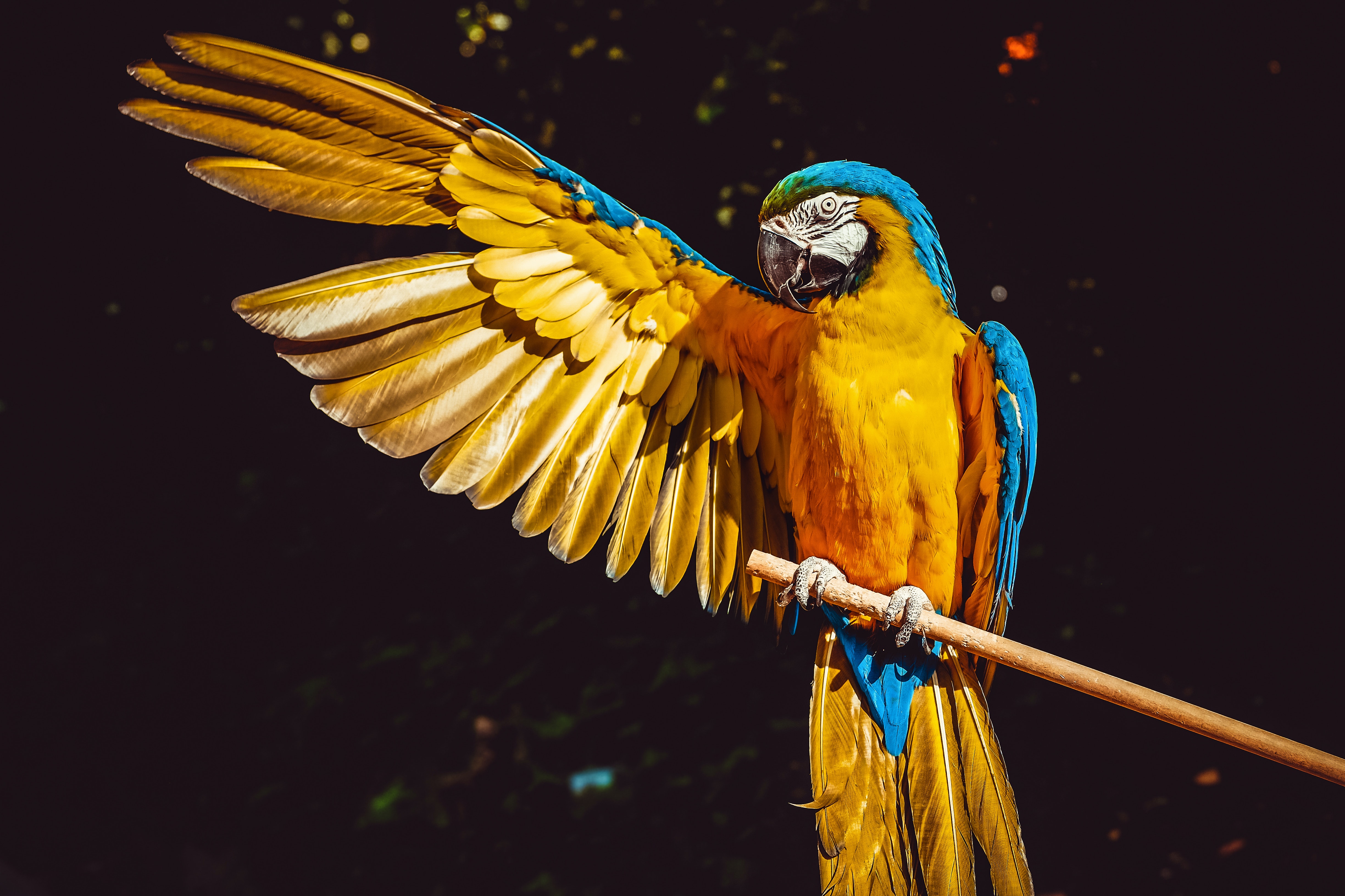 Blue and gold macaw on branch with right wing raised.