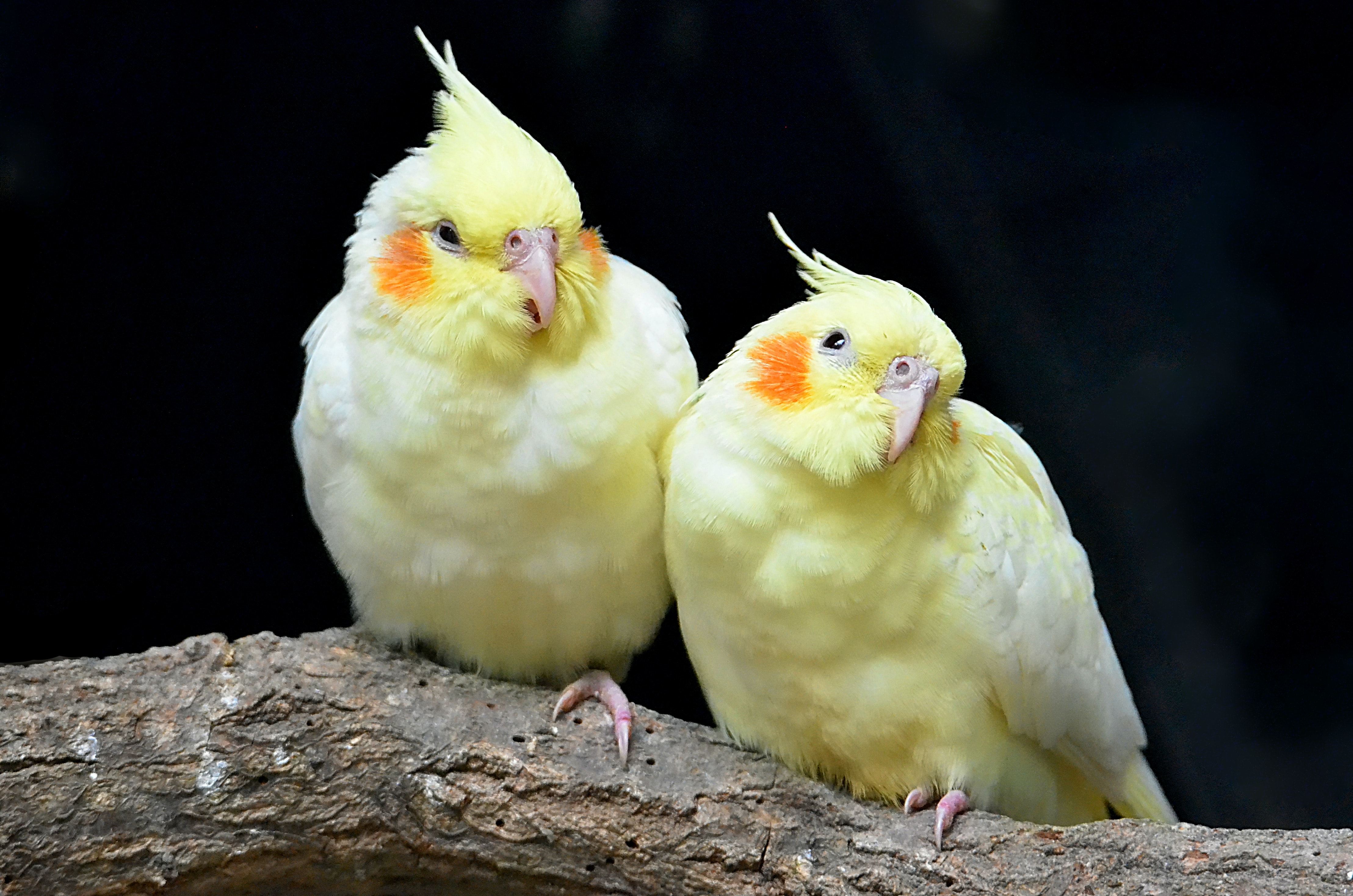 Two yellow cockatiels together on a branch.