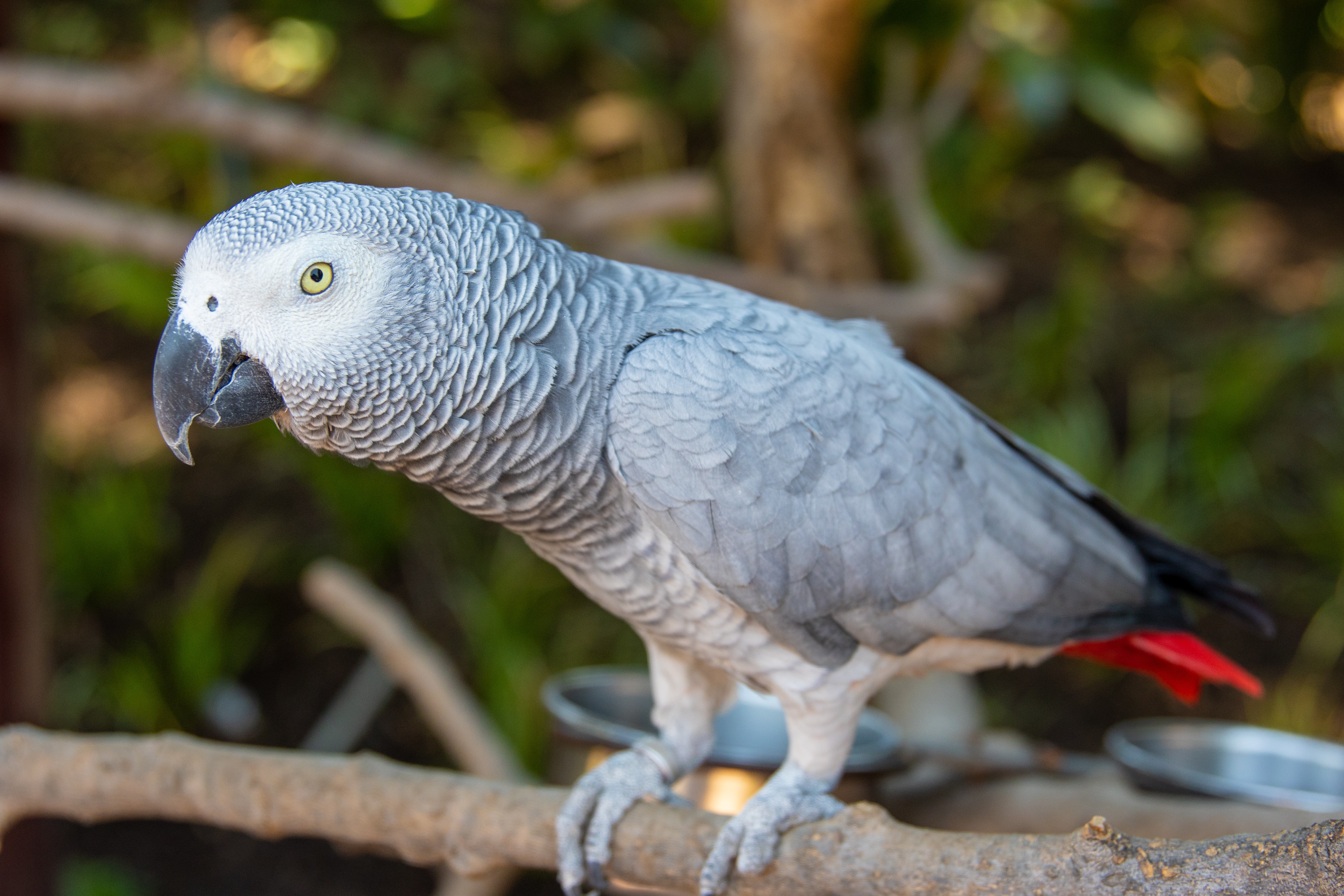 Grey parrot with a red tail perched on a branch.