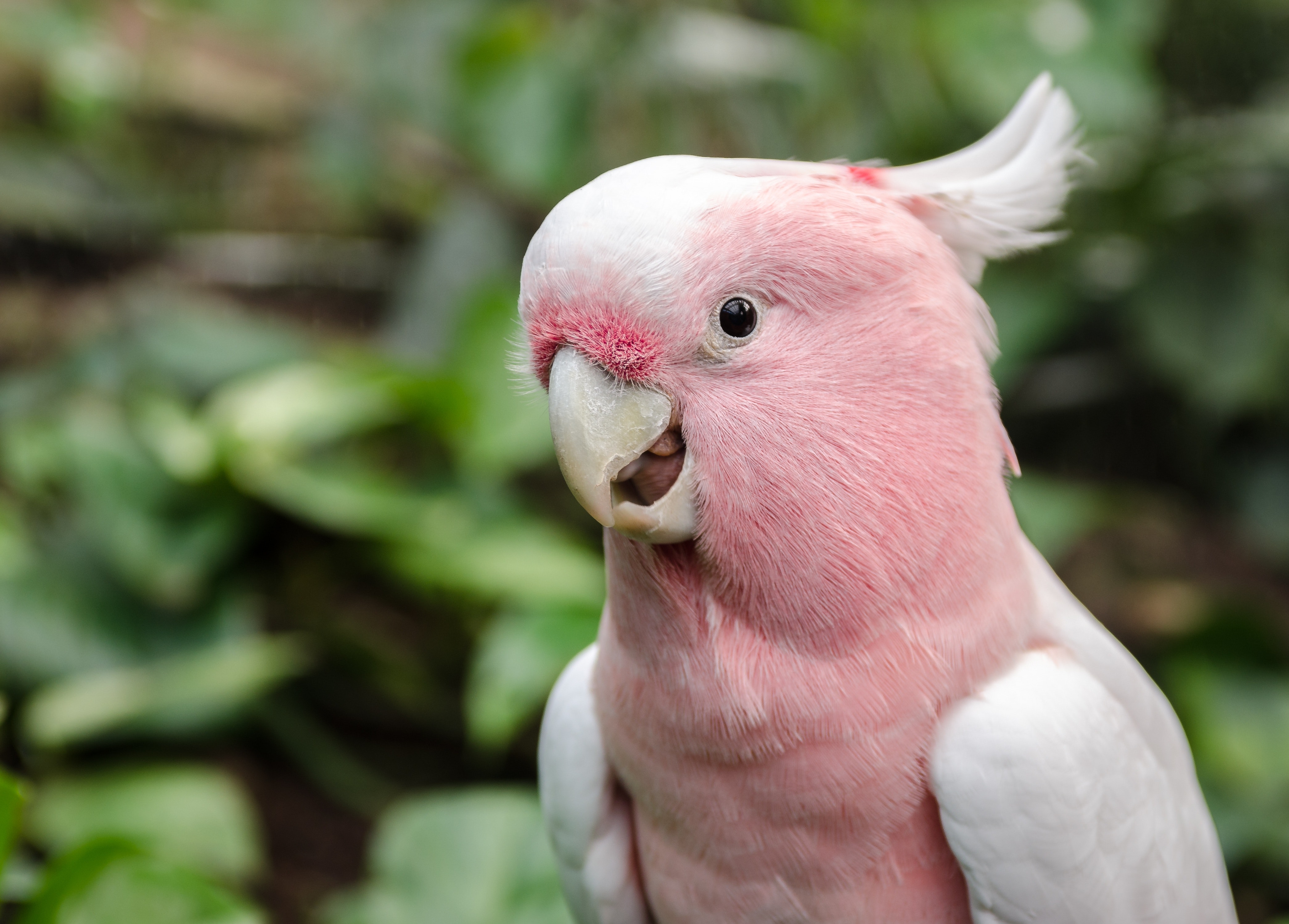 smiling pink and white cockatoo in a forest.